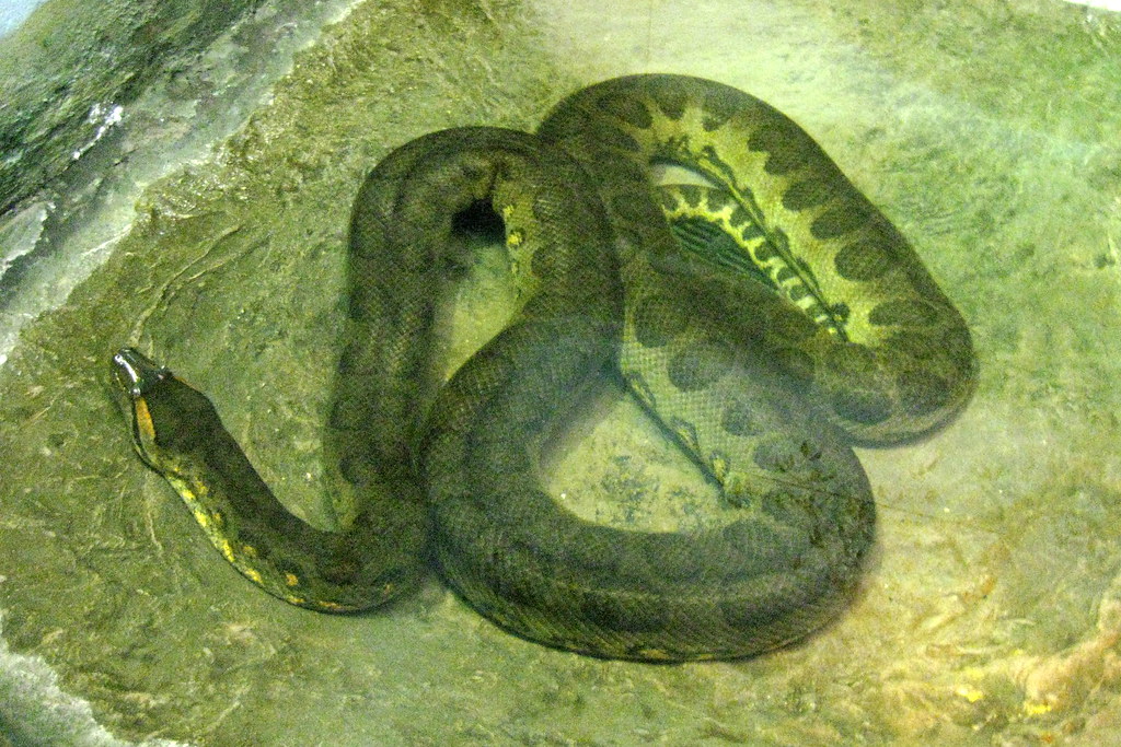NYC - Bronx - Bronx Zoo - House of Reptiles - Anaconda | Flickr............10 strongest animals in the world