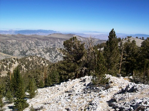 inyo80, california trees forest whitemountains bristlecone inyo inyonationalforest ancientbristleconepineforest patriarchgrove mlhradio