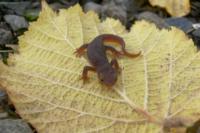 Rough-skinned Newt (Taricha granulosa), juvi