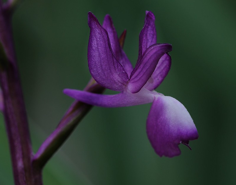 20160326-091F | Lockerblütiges Knabenkraut (Anacamptis laxiflora). Kefalonia, 26.03.2016