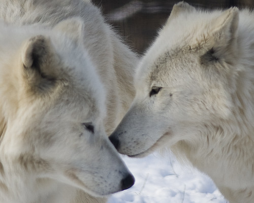 Arctic Wolves 3 | by SJR_Photography