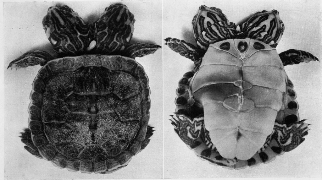 Reeve84388-1 | Conjoined twins in turtles from Hildebrand: J… | Flickr