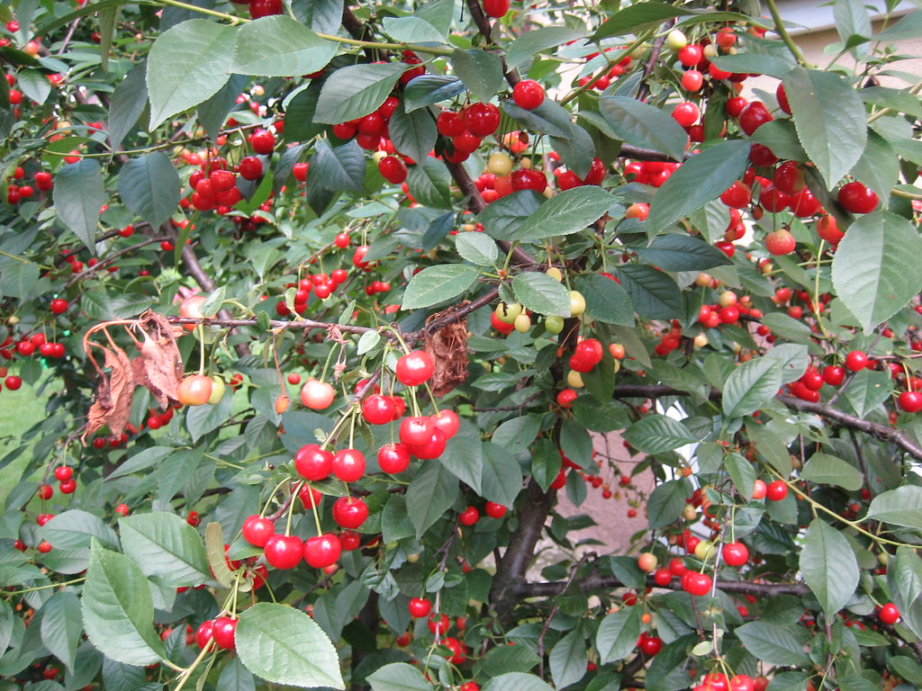 chelm's cherries | j_zapra | Flickr