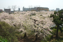 Cherry of Goryokaku / 五稜郭の桜