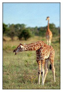 Baby Giraffe Calling Out 2 | by ingodesigng5