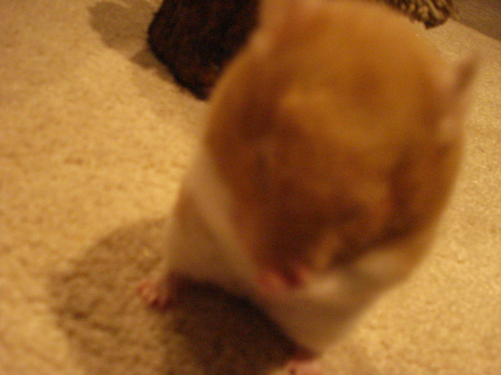 Delilah | My funny hamster! She's cleaning herself at the mo… | Flickr