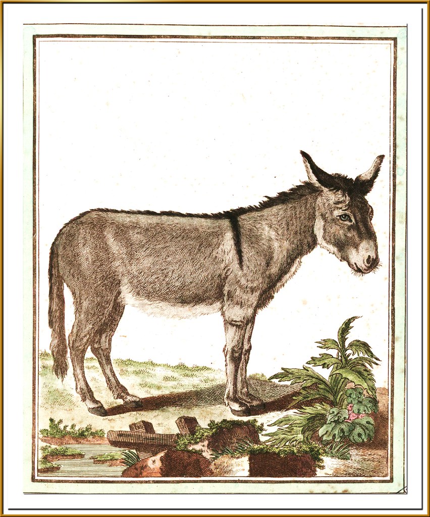 El Higo
