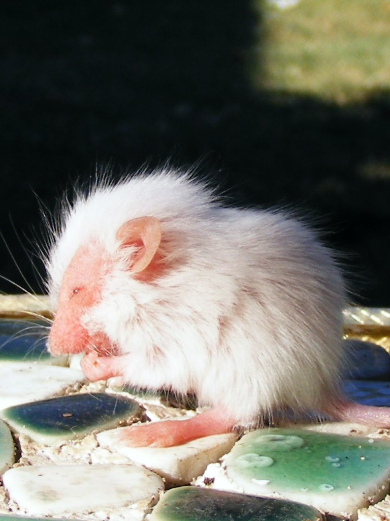 baby hairless mouse | the baby hairless mice are born bald, â€¦ | Flickr