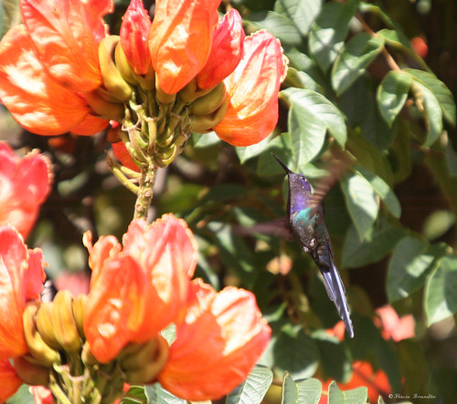 Beija-flor Tesoura (Eupetomena macroura) e a Tulipa africana (Spathodea campanulata) - Swallow-tailed Hummingbird and the African tuliptree 01-02-2008 153 by Flávio Cruvinel Brandão, Fotografado em Brasília, Brasil. 

Photographed in Brasília, Brazil .

A text In English:
The Swallo