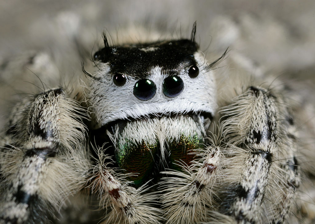 Паук фулл. Phidippus Audax (паук-скакун). Phidippus mystaceus. Beautiful Spider. Cute Spider.