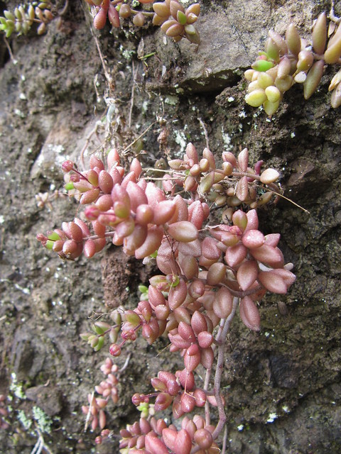 monanthes laxiflora