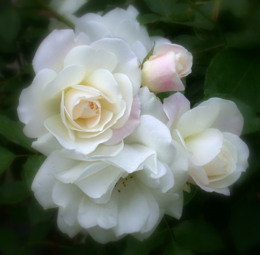 Iceberg Roses - Blissful Tranquility  - C95-5-01-09_21398 by Cap001 - Dan