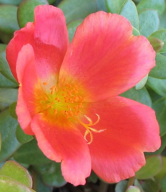 Purslane Blossom in the Garden