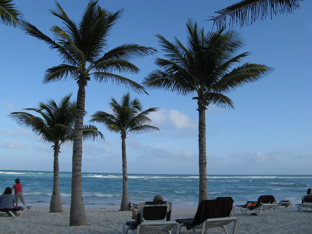 Palmeras