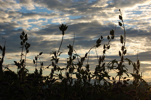 plants clouds sunrise newhampshire portsmouth silouhette