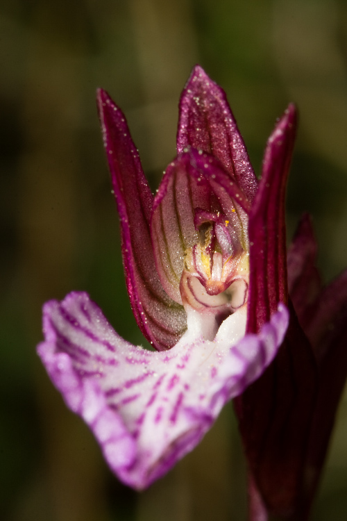 Orchis papilionacea by macropoulos