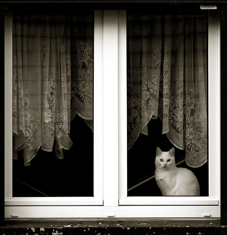 Найди шторку. Кошка на окне. Кот за шторой. Смешные шторы. Окно за занавеской.
