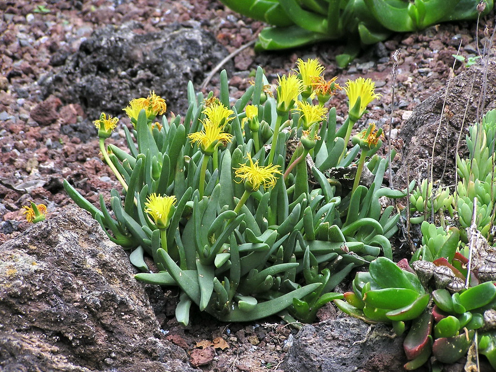 planta suculenta flor color amarillo Cheiridopsis acuminata Jardin Botanico Canario Viera y Clavijo Las Palmas de Gran Canaria 60
