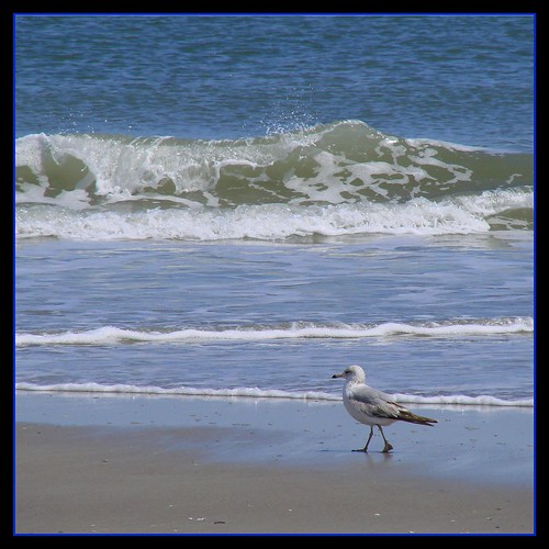bird beach gull naturesfinest 15challengeswinner