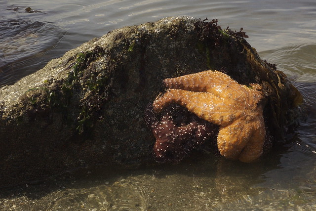 Sea stars on rock at low tide