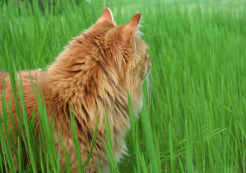 pet max grass 510fav cat spring orangecat creamsicles cc100 catspotting oreengenesses kittystormtroopers cwcc