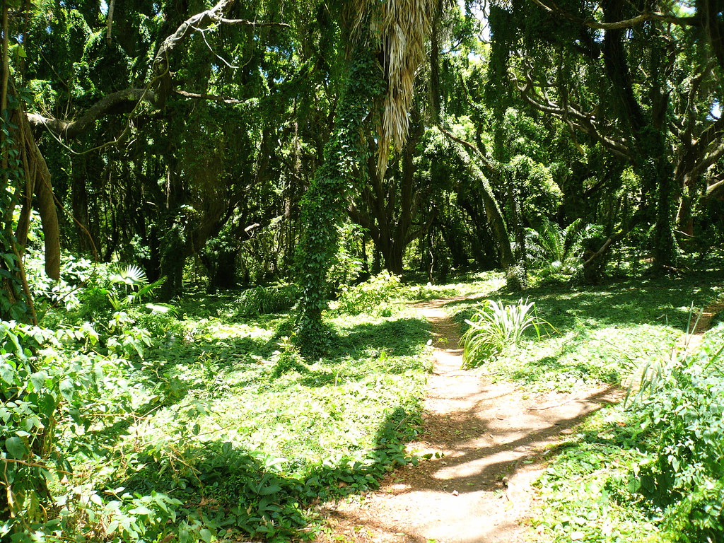 Honolua Jungle, The jungle on the pathway to Honolua Bay, mikebelgard@sbcglobal.net