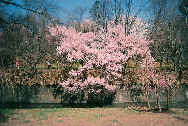 Overhanging Cherry Blossom Tree