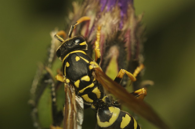 European Paper Wasp