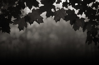 Fall Leaves | by ~ Nando ~
