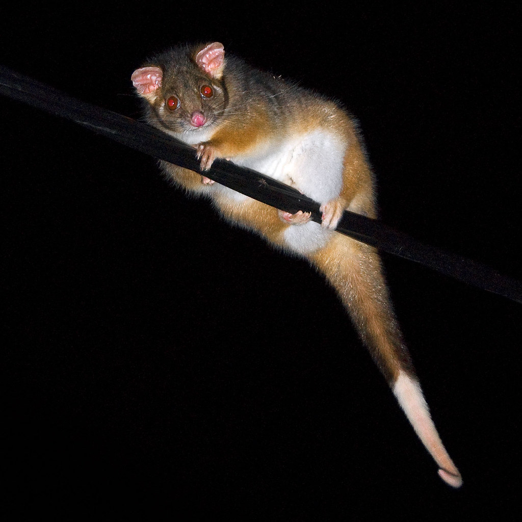Ring-tail possum by alison lyons photography
