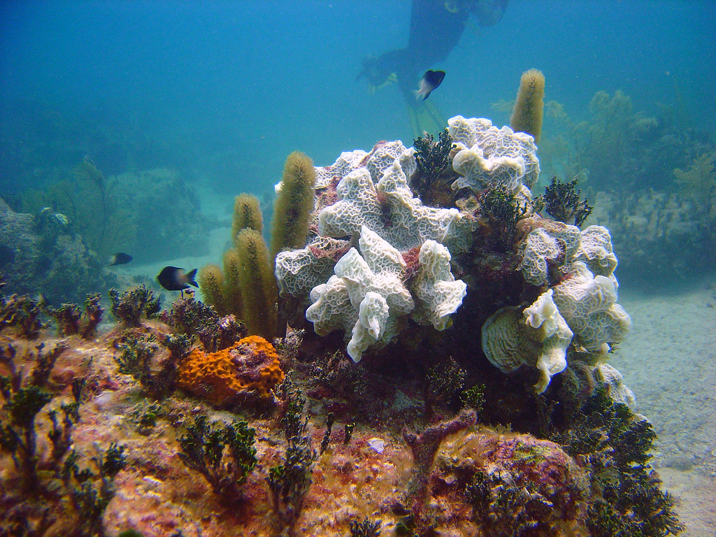 Bimini