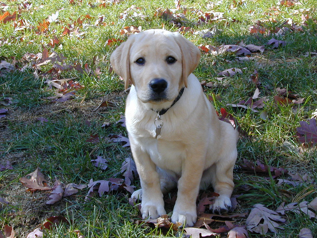 Rio as a pup
