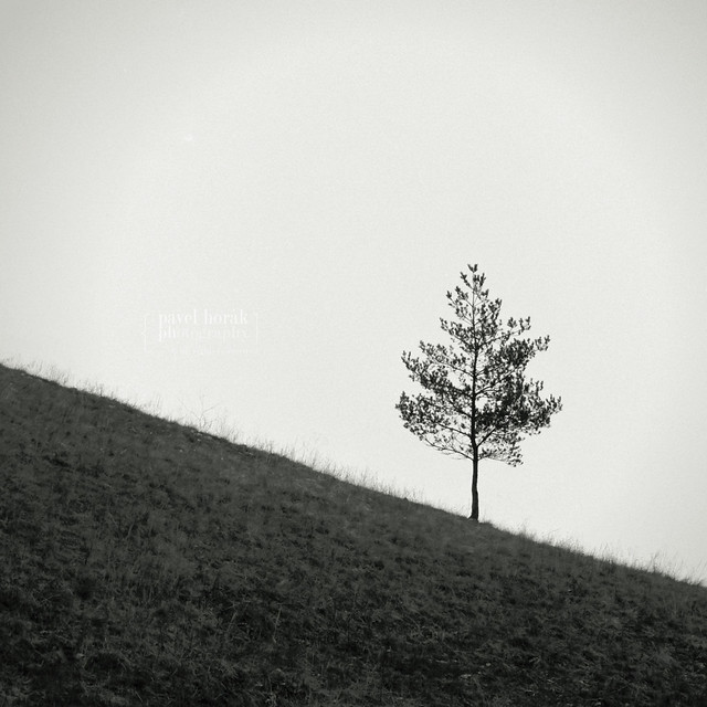 A Hillside Tree