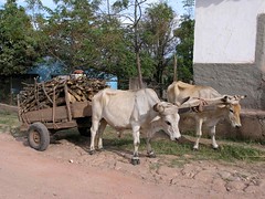 Carreta y hueyes con leña - Ox cart and oxen with firewood; San Luis, Comayagua, Honduras