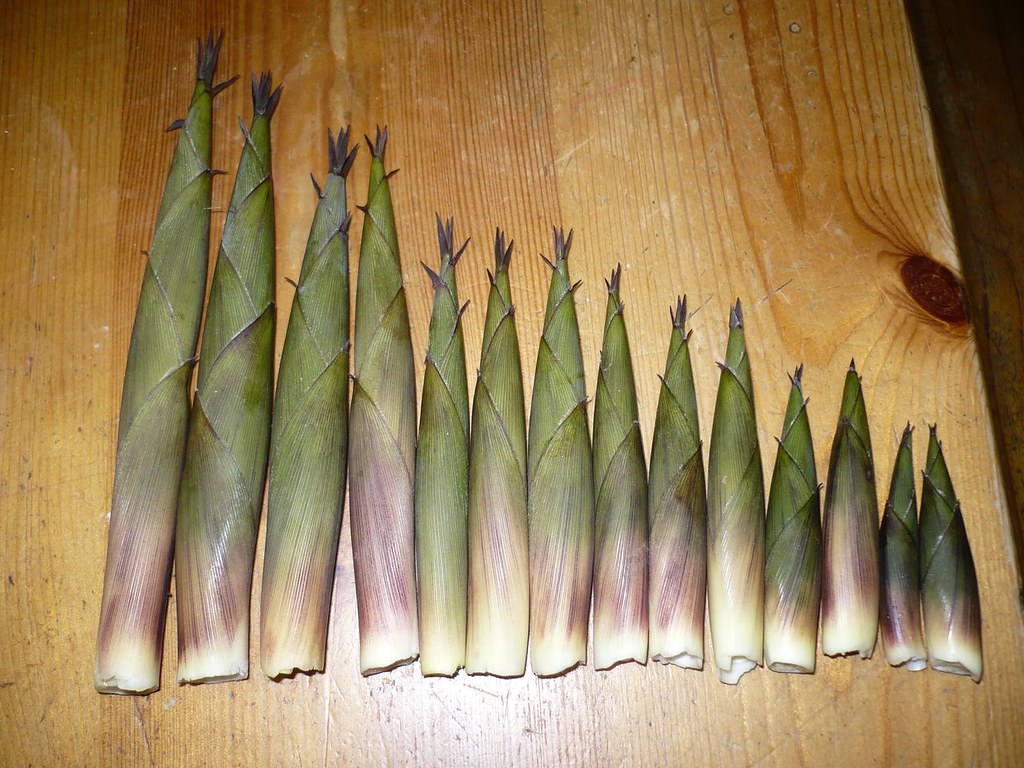 Bamboo shoots | apparently they&#39;re edible, not sure how you&#39;… | Flickr