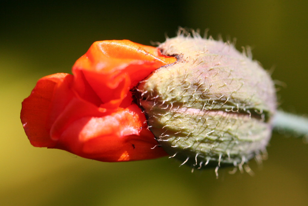 Poppy Bud | This poppy bud is just comming out into bloom. | Ross ...
