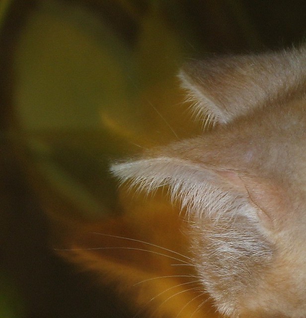 Kitty Detail, Ears