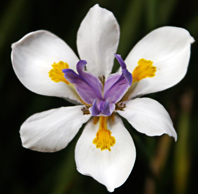 Iris flower macro