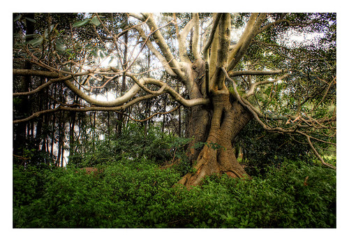 Wild Tree (HDR) by oz_jester