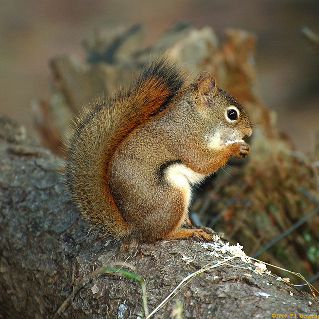 Red Squirrel @ Shubenacadie Wildlife Park (20070930-155751-PJG)