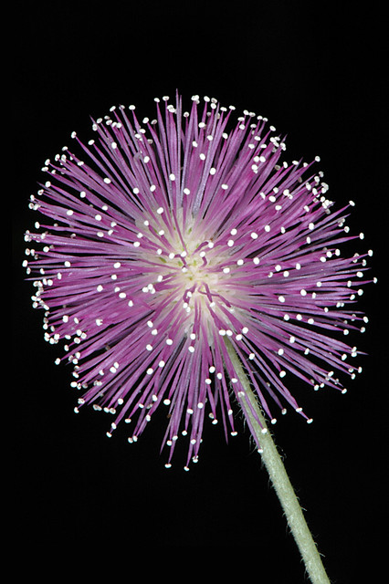 DSC_5085-Floral Fireworks (Mimosa pudica)