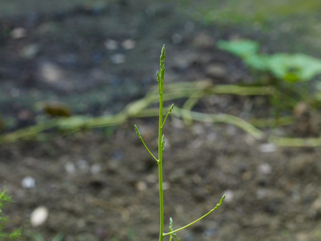 First year asparagus