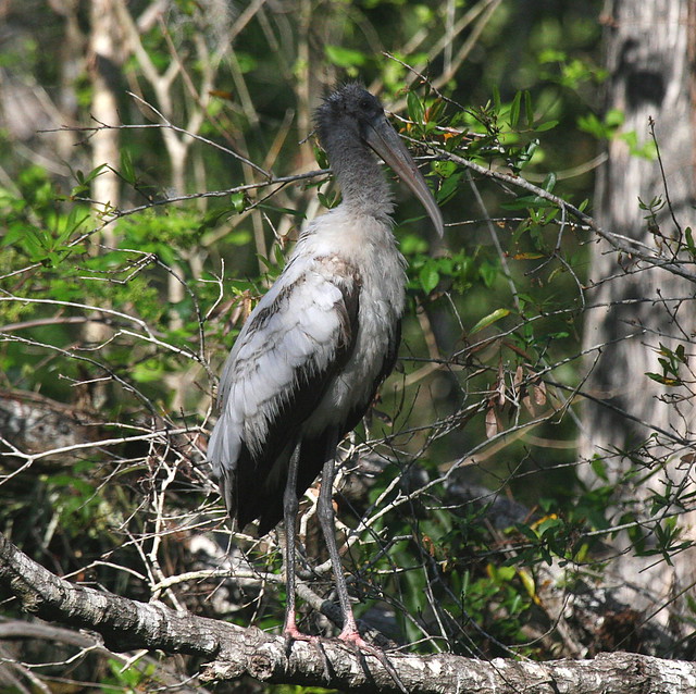 wood stork-juvenile