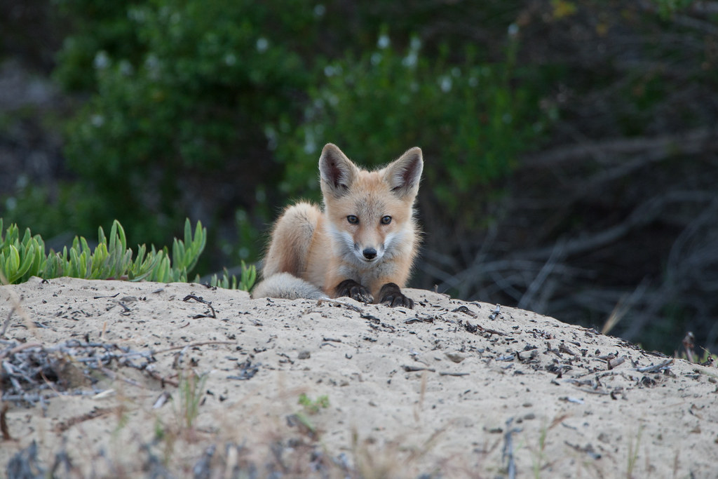 Red Fox Pup in Morro Bay, CA 28 May 2008