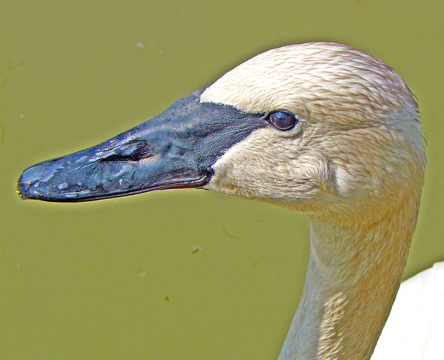 swan head