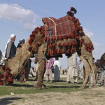 Dressed up camel