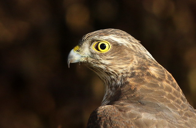 Sparrowhawk (f) (Explored 200217)
