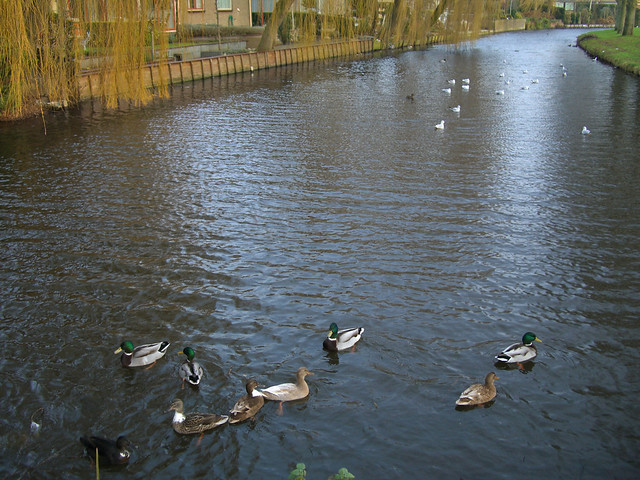 Volendam - canal with mallards