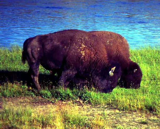 Lunch hour for Buffalo, Yellowstone NP