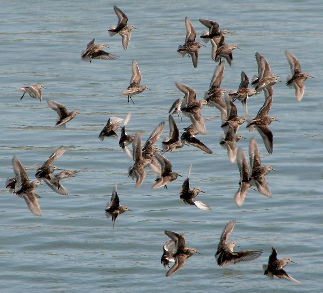 flying flock